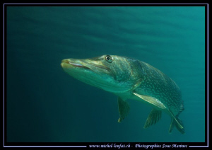 Pike Fish - Que du bonheur... :O)... by Michel Lonfat 